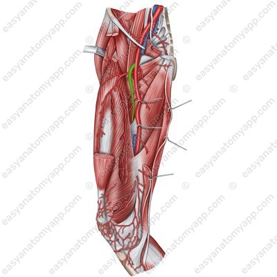 Глубокая бедренная артерия (a. profunda femoris)